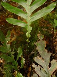 Blechnum colensoi. Sterile frond showing dark, shiny green adaxial surface, and greatly reduced basal pinnae.
 Image: L.R. Perrie © Te Papa CC BY-NC 3.0 NZ